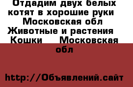 Отдадим двух белых котят в хорошие руки - Московская обл. Животные и растения » Кошки   . Московская обл.